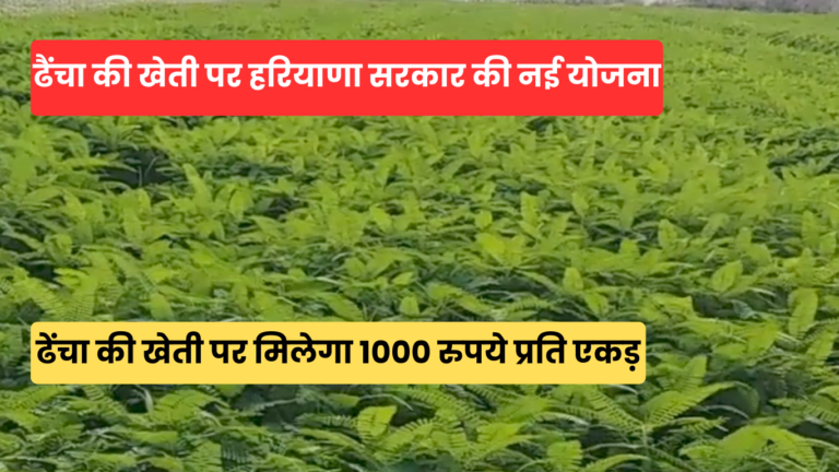 हरियाणा ढैंचा योजना 2025